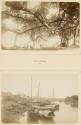 Ficus - Banian / Nam-Dinh