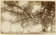 Ficus - Banian