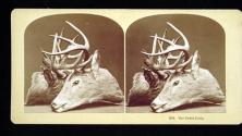 The Deer Lock