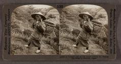 [A Country Girl of Old Japan—Among the Famous Tea Fields of Shizuoka, Japan]
