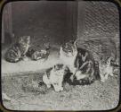 Cat and Kittens