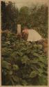 [Man in garden]
