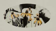 [Black-eyed Susans]