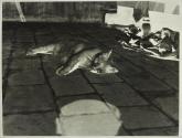 Cat At Presbyterian Hospital And Cosmos Garden