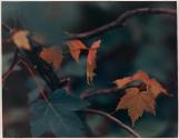 Red and Green Leaves
