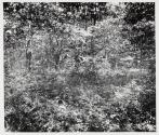 Dense Foliage, Richmond, NH, Forest