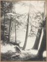 [Sunlit Hemlocks]