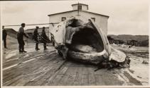 Men with whale carcass, Labrador Trip