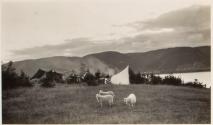 Sheep near camp, Labrador Trip