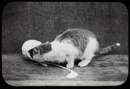 Cat & pitcher of milk