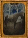 [Horse]
