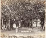 Near Calcutta, Banian tree in the Botanical Gardens