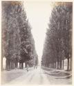 Kashmir, a poplar avenue, Srinuggur, from the middle