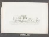 Yaks, Importés de Chine par M. de Montigny