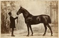Cheval normand, grand prix à l'exposition hippique