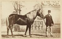 Poney finlandais