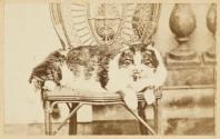 Chat angora
