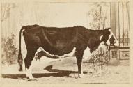 Vache de la Beauce