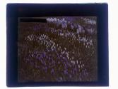 [Garden at Warner Castle, Rochester NY]
