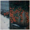 Pyracantha