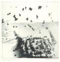 Birds over Shellboard