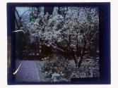Edith Hale Garden & pear blossoms