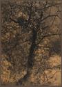 [Ivy-covered tree at Colinton]