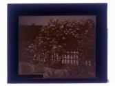 Rose Arbor