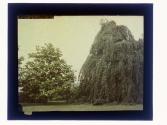[Trees]