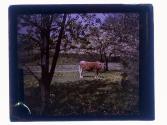 [Cows in landscape]