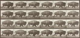 Buffalo; walking