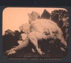 Stegosaurus–Large as an Elephant