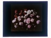 [Red and pink cut roses]