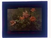 Mrs. Harriet Lomb Rose at home