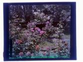 [Garden view]