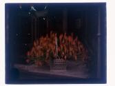 [Cut flowers]