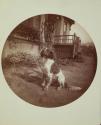 [Spaniel dog, sitting in side yard]