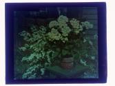 [Potted flowers]