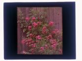 Roses Crimson Rambler Delevan St