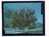 [Trees along street]