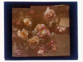 Roses Cut Rochester