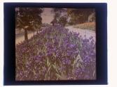 Iris California