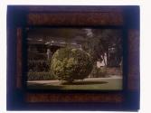 Rounded Bush Pasadena Cal