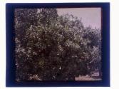 [Orange groves]