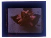[Still Life of Rose]