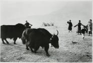Not Good for Yaks