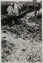 Parched Earth of Egypt
