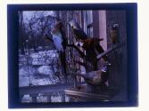 [Stuffed birds]