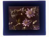 Passion Flower