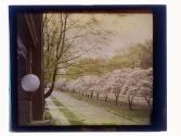 [Trees in bloom]